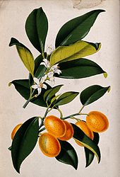 A_lemon_plant_(Citrus_japonica);_flowering_and_fruiting_stem_Wellcome_V0044760
